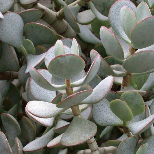 Silver Dollar Jade Cuttings - Crassula arborescens - Chinese Jade Succulent Plant Propagation Material