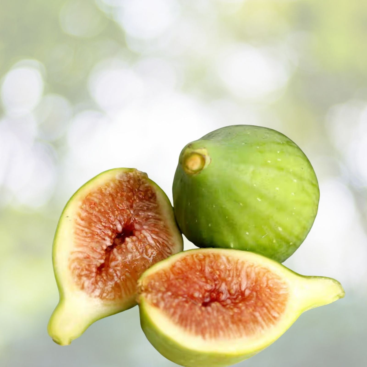 Kadota Fig Plant - Live Rooted Self-Pollinating Potted Plant - Ficus carica - Zones 7-9