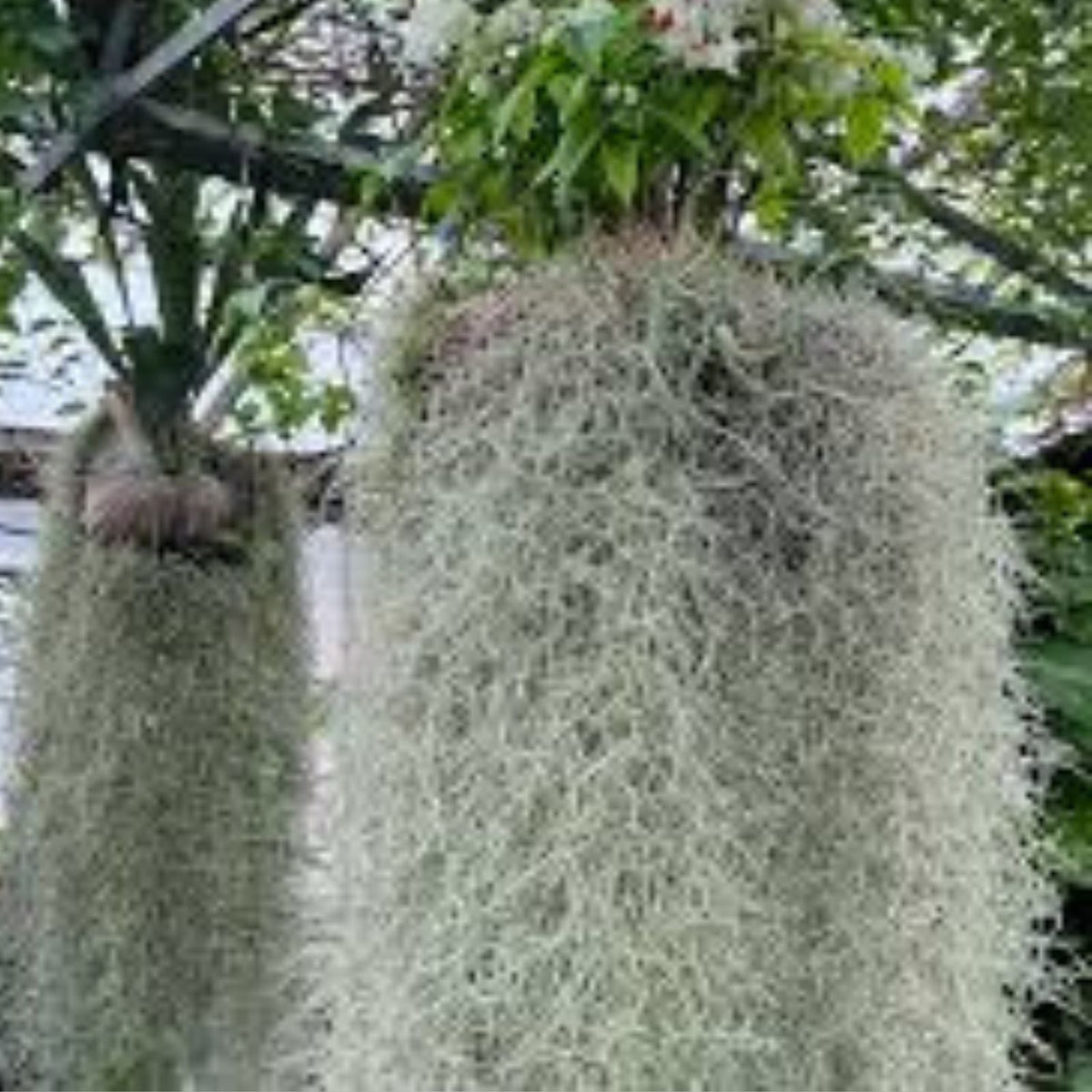 Fresh Live Spanish Moss 1 Lb Bag for Crafting, Gardening, Floral Arrangements   Tillandsia usneoides