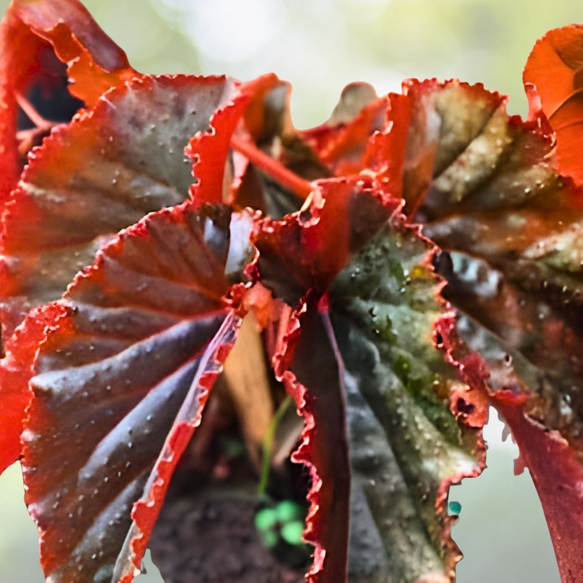Copper Oasis Begonia Seeds, 45 or 125 Non-GMO Flower Seeds, Begonia 'Copper Oasis' (Begonia)