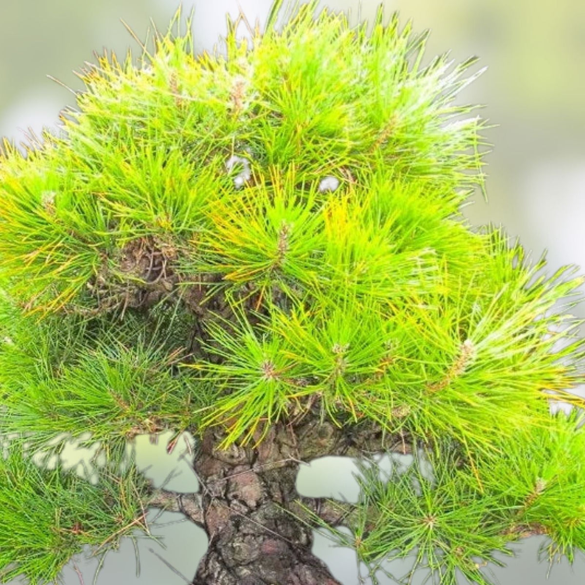 Juniper Bonsai Tree Seeds - 25 Seeds - Juniperus spp. - Indoor & Outdoor Bonsai Plant Growing Kit