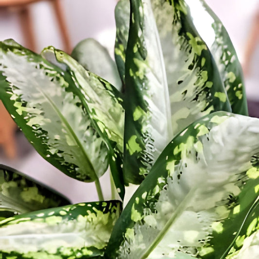 Dieffenbachia Panther Plant 3 Gallon Pot - Tropical Houseplant for Home Decor - Dieffenbachia spp.