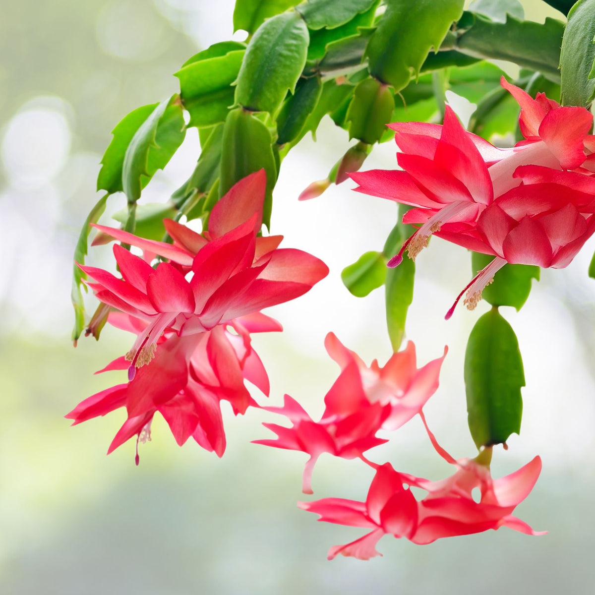 Red Thanksgiving Cactus Plant Live 4 Inch Pot Holiday Cactus Schlumbergera Truncata 5 6 Inch Height