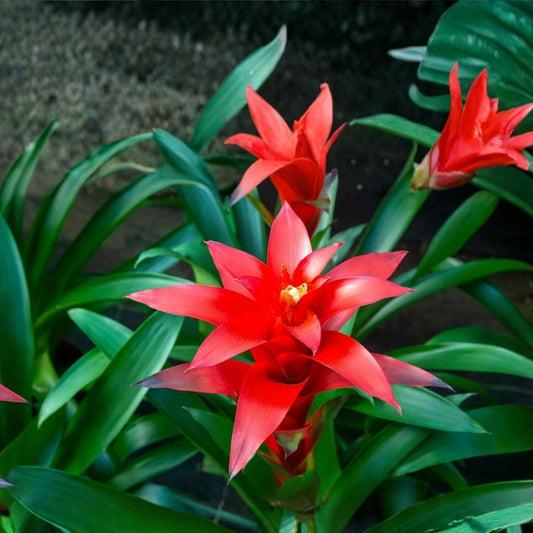 Bromeliad Plant 9" Pot Salmon Pink Bloom Aechmea Little Harv Hybrid - Tropical Houseplant for Home Decor