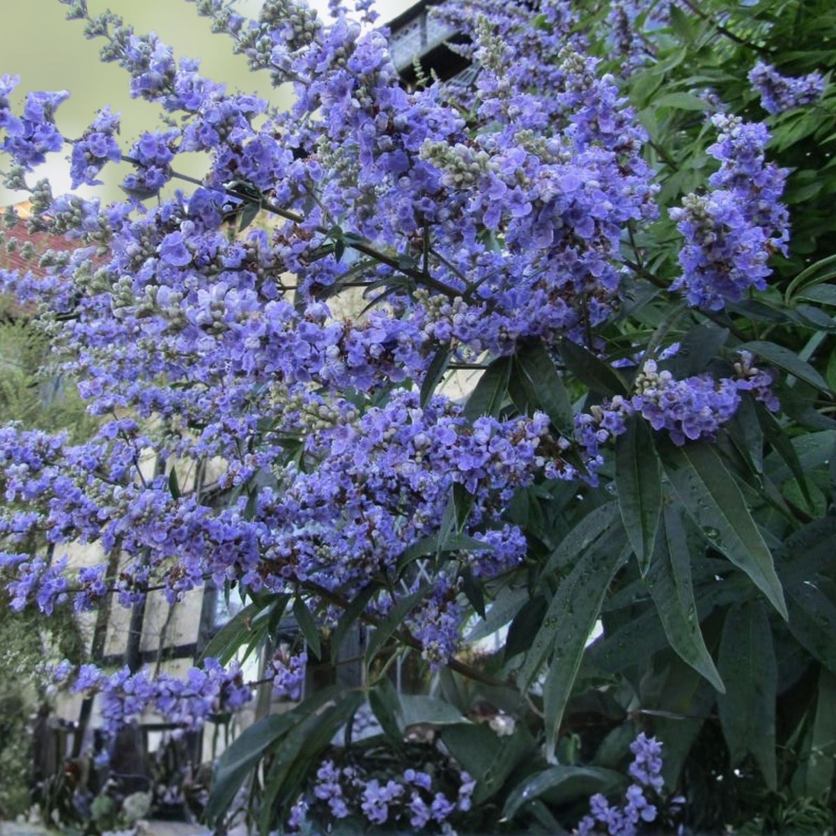 50 Chaste Vitex Tree Seeds - Hardy Monks Pepper, Drought Tolerant, Aromatic, Medicinal Plant, Vitex agnus-castus