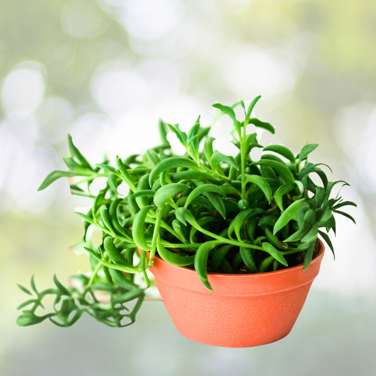 String of Bananas Plant - 4" & 6" Pots - Trailing Succulent - Senecio radicans - Unique Green Leaves - Indoor Hanging Plant