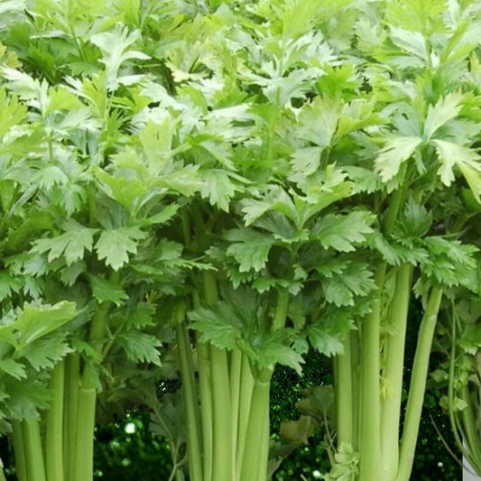 Tall Utah Celery Seeds 100 Count Heirloom Vegetable Garden Seeds for Planting Apium graveolens