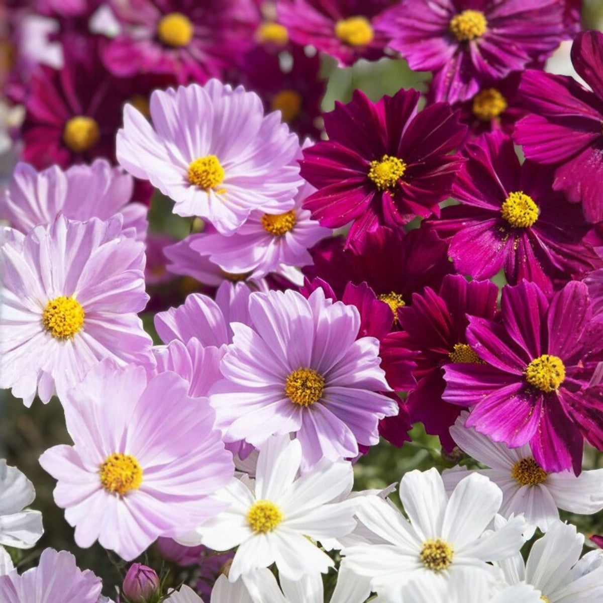 Cosmos Flower Seeds Bulk 35+ Annual Colorful Blossoms Garden Seeds Cosmos bipinnatus