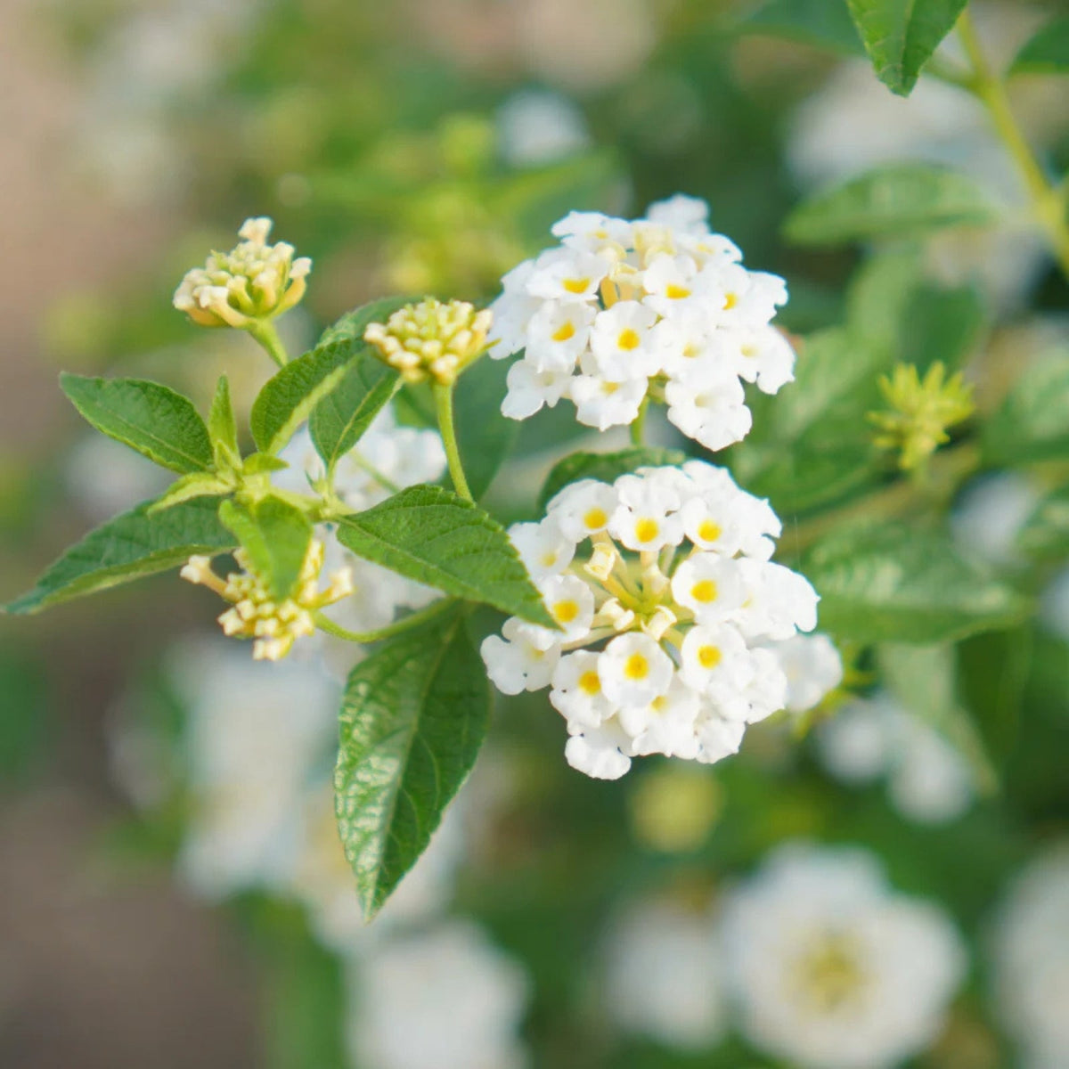 Lantana Plant 6 in Pot Yellow-White Flowers Lantana camara | Easy-to-Grow Ornamental Shrub for Gardens and Containers
