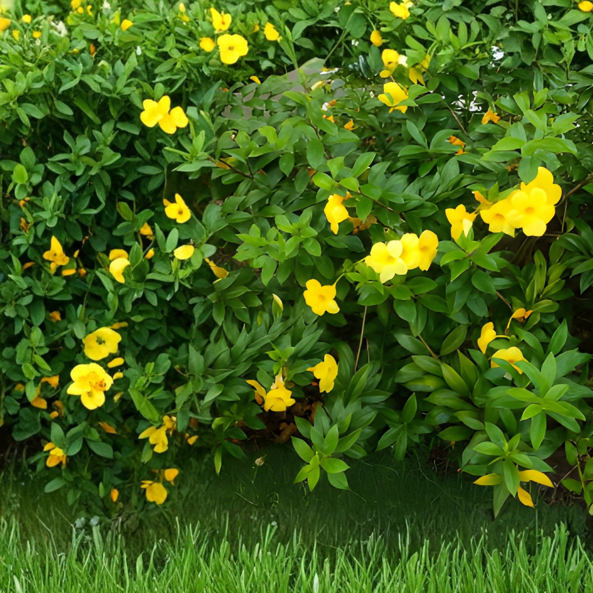 Allamanda Plant - 1 Gal Golden Trumpet Blooms - Allamanda cathartica - Tropical Outdoor Shrub for Gardens and Containers