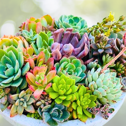 200pcs Mixed Succulent Plant Seeds - Ideal for Garden Oasis - Various Colors - Perfect for Indoor & Outdoor Planting