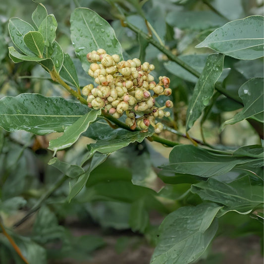 Sweet Bay Laurel Herb Tree Seeds - 4 Pack - Laurus nobilis - Culinary Herb for Cooking and Gardening