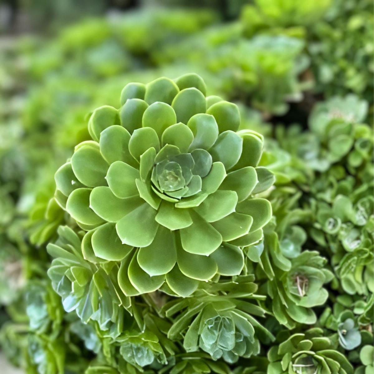Rare Aeonium Arboreum Irish Rose 4 Cuttings Green Succulent Plants Indoor Gardening Home Decor