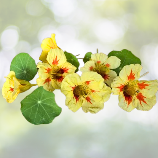 Nasturtium Seeds - Peach Melba Dwarf, Edible, Non-GMO, 25 Seeds, Tender Perennial, USA