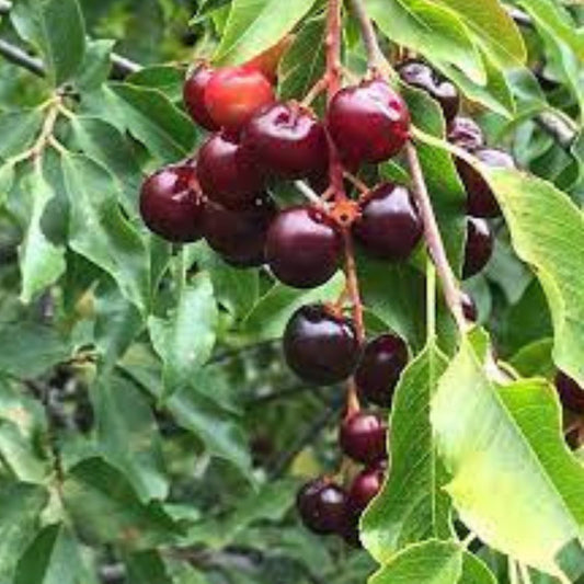 Black Cherry Seeds - 15 USA Native Sweet Edible Fruit Seeds - Prunus serotina