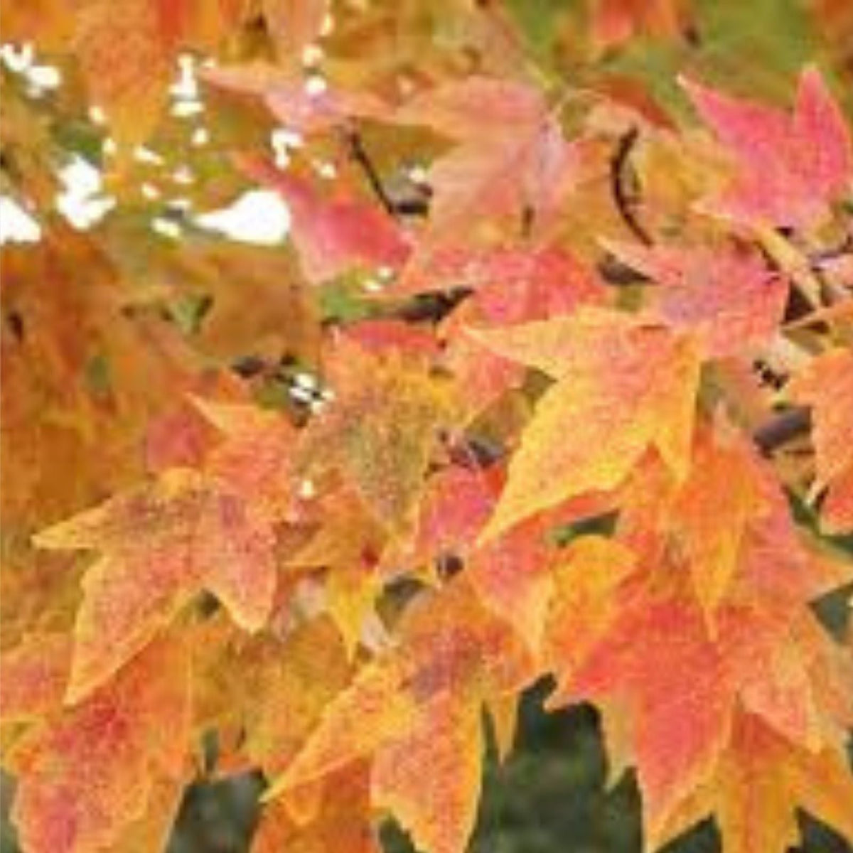 Trident Maple Tree 6 12 Inch 4 Inch Pot Deciduous Ornamental Acer buergerianum