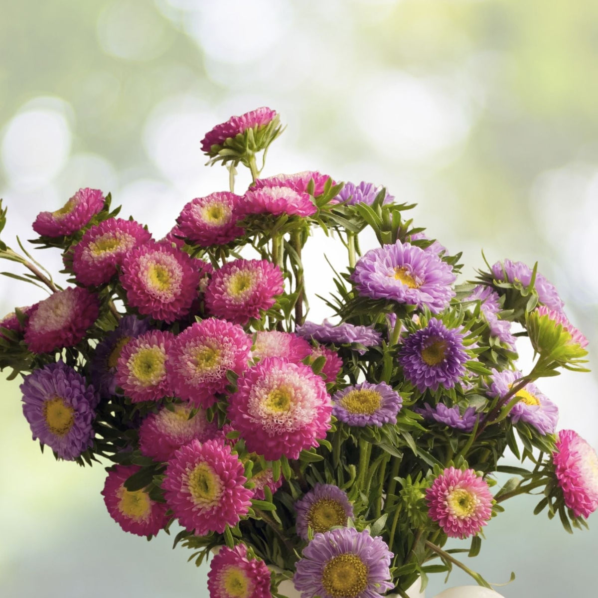Powderpuff Mix Aster Seeds | NON-GMO Heirloom Fresh Flower Seeds | Aster spp.