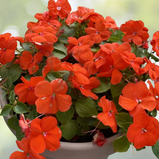Vibrant Mexican Heather Plant 6in Pot - Cuphea hyssopifolia - Easy-Care Flowering Garden Shrub