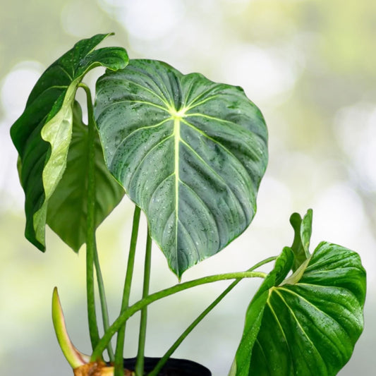 Philodendron McDowell in 14" Pot | Tropical Houseplant | Philodendron McDowell