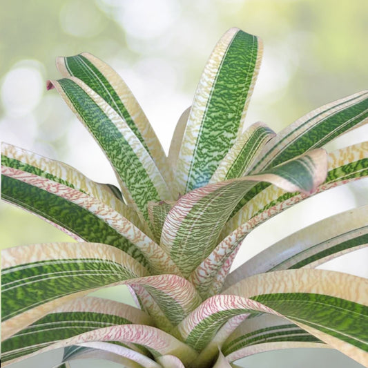 Bromeliad Plant 6" Vriesea Ospinae Gruberii Ice - Tropical Indoor Houseplant, Easy Care, Vibrant Green Foliage