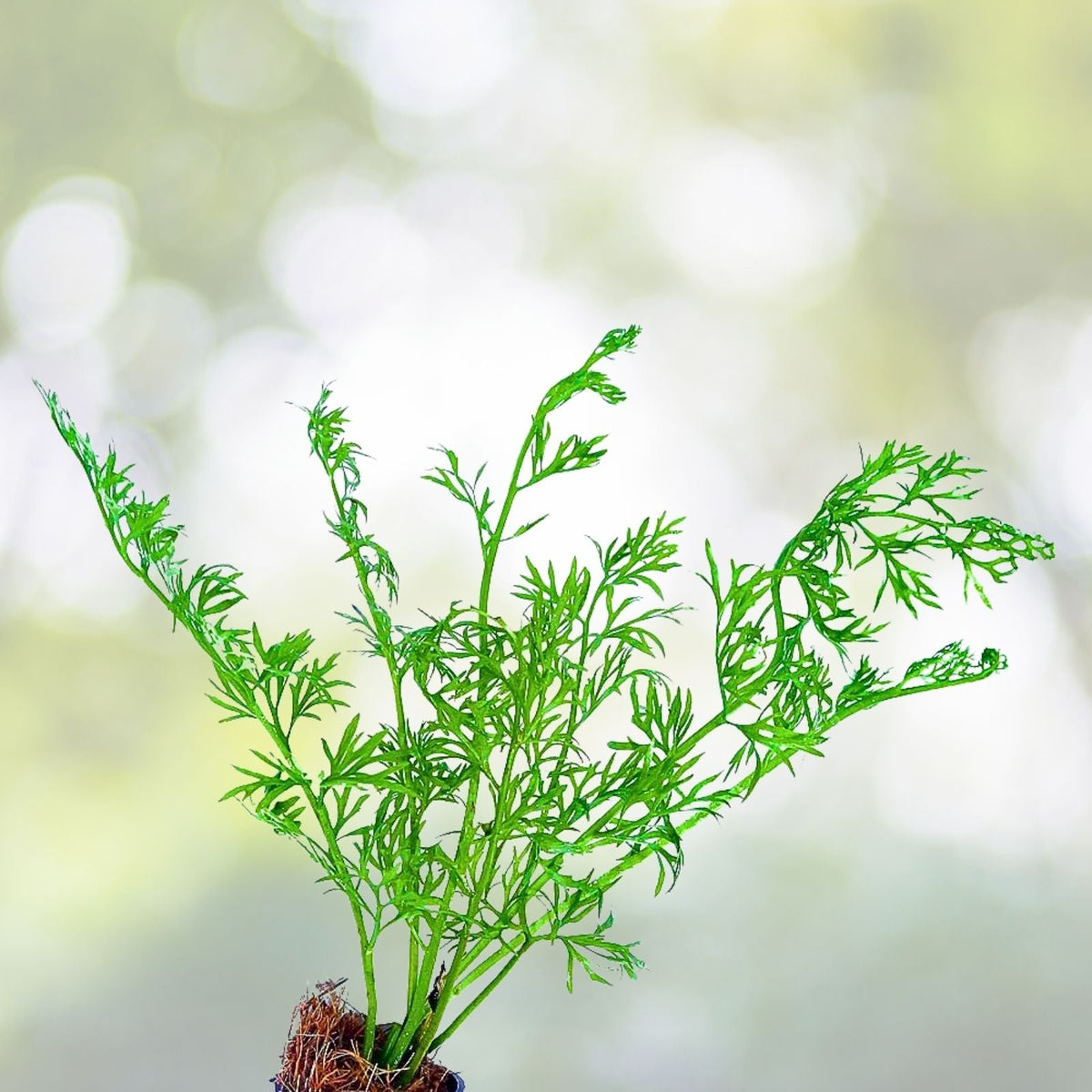 Water Sprite Live Aquarium Plant - 1 Easy Water Fern - Ceratopteris thalictroides for Pond and Aquarium