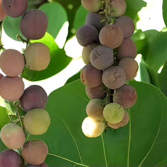 Bright Yellow Zinnia Plants - Qty 4 Narrowleaf Zinnia angustifolia - Easy-Care Annual Flower for Garden Borders & Containers