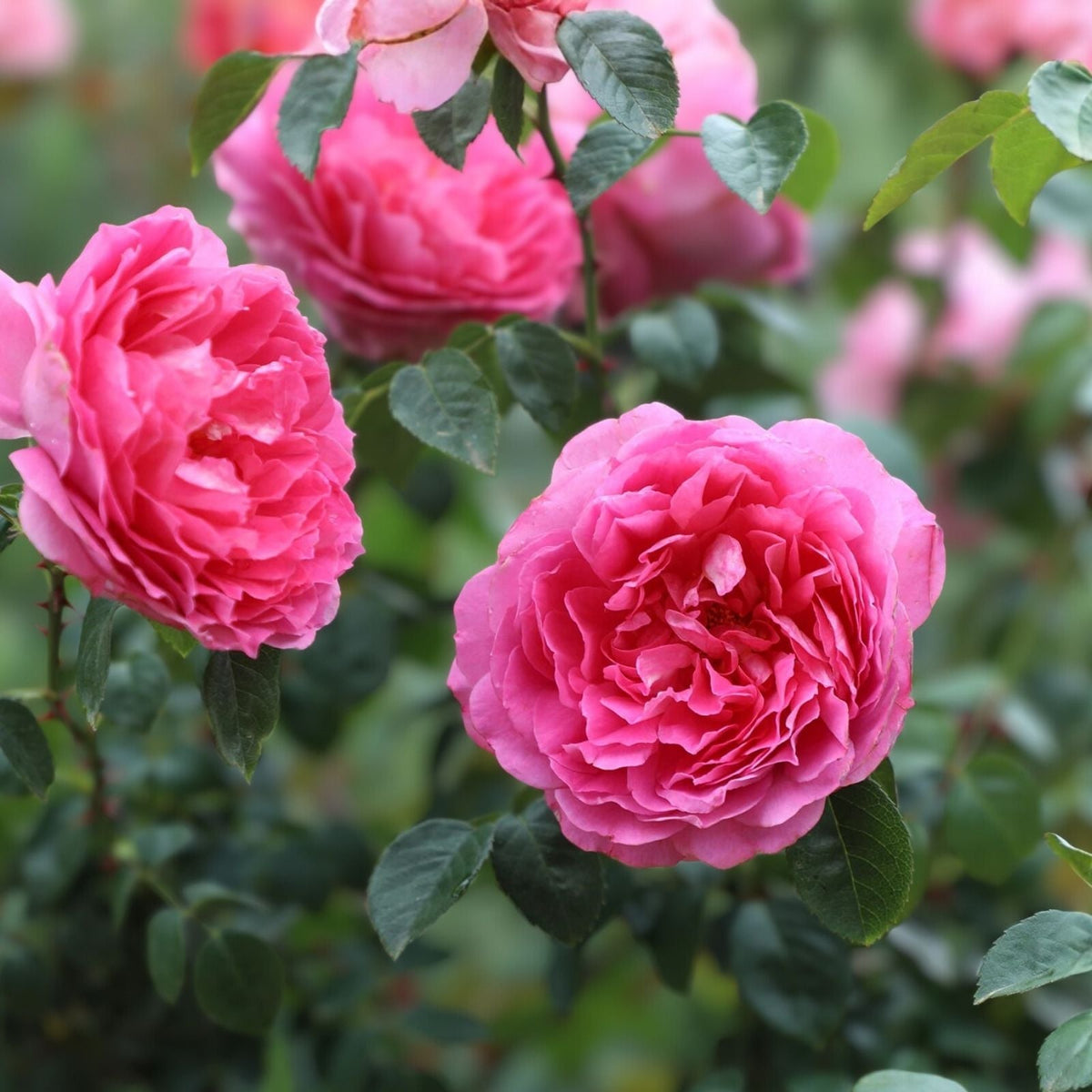 Miniature Pink Rose 1 Live Starter Plant – 2 Inch Pot – Rosa spp.