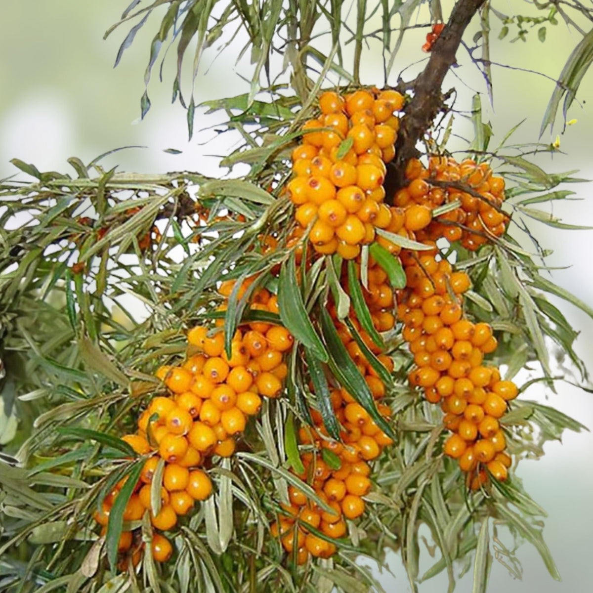 Seaberry Bush Seeds 50 Pack Edible Fruit Hippophae rhamnoides Organic Planting Seeds