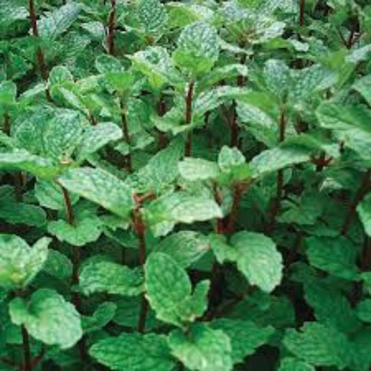 Mint Plants - 3 Organic Mojito Mint - Mentha Villosa - Fresh Culinary Herbs for Gardens and Indoor Growing