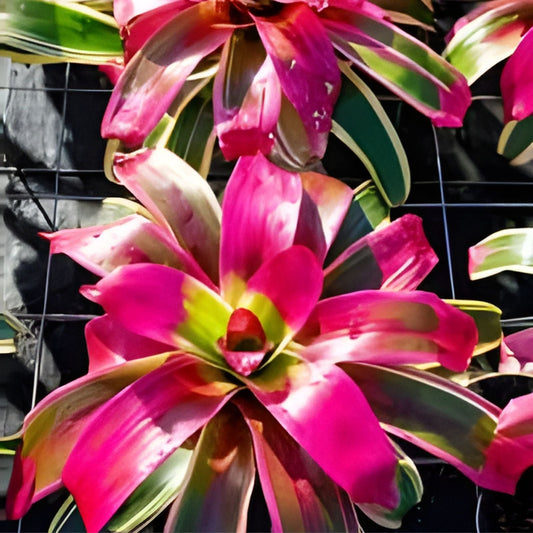 Neoregelia 'Autumn Rain' Bromeliad in 6" Pot - Tropical House Plant for Home Décor and Gardening