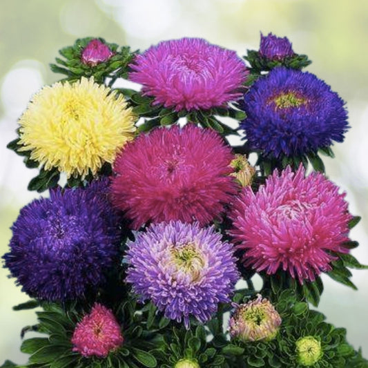 China Aster Seeds Mix - 500+ Colorful Daisy-like Flower Seeds - Perfect for Garden Planting - Callistephus chinensis