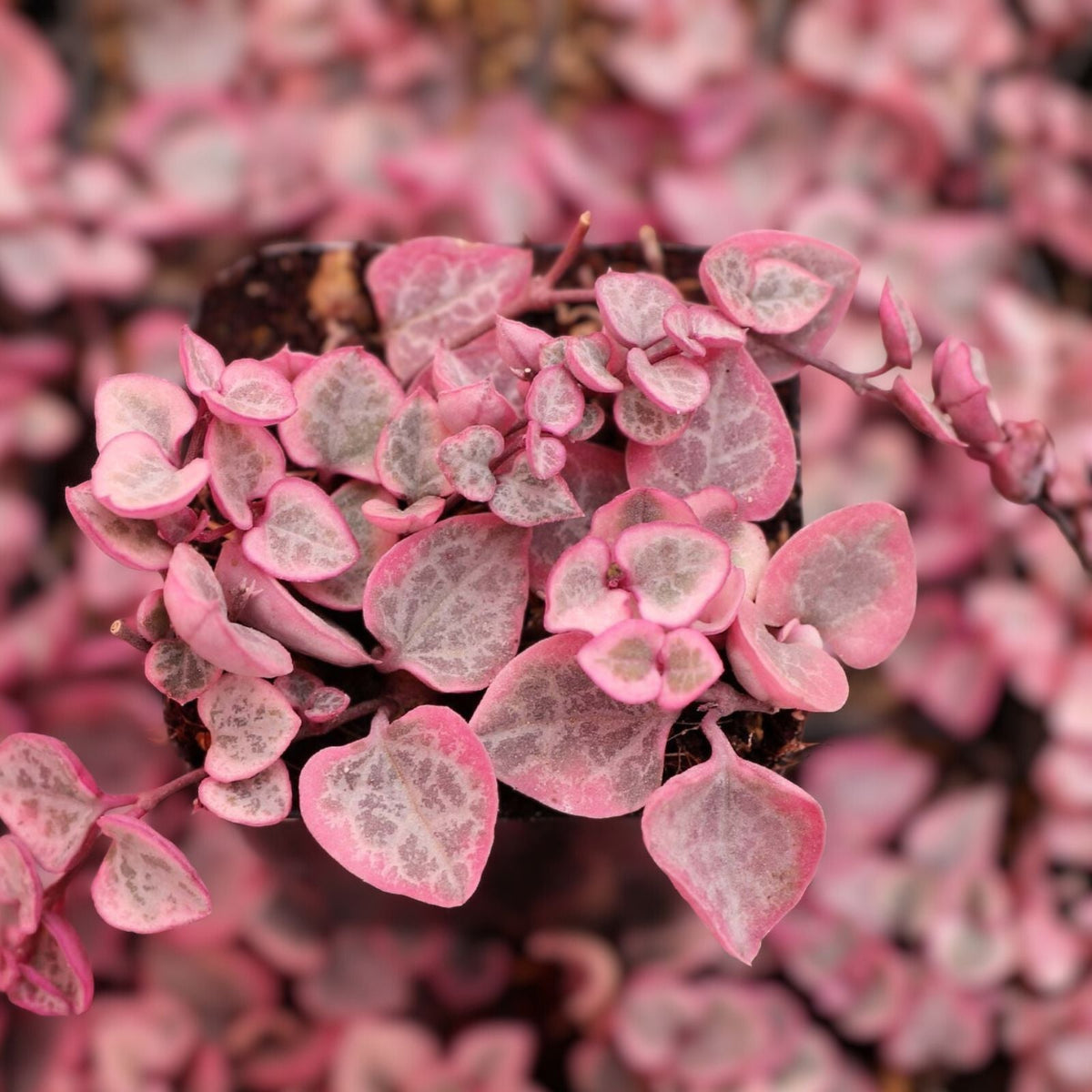 Variegated String of Hearts 2" Ceropegia Woodii Variegata Trailing Succulent with Heart-Shaped Leaves