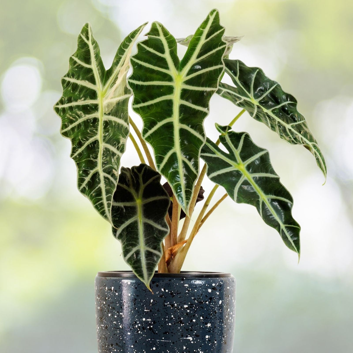 Alocasia Polly Plant in 6" Pot | Exotic Indoor Houseplant | Alocasia Amazonica Polly