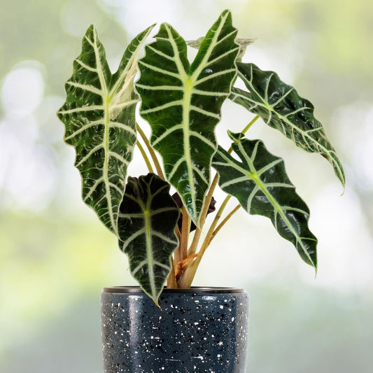 Alocasia Polly Plant in 6" Pot | Exotic Indoor Houseplant | Alocasia Amazonica Polly