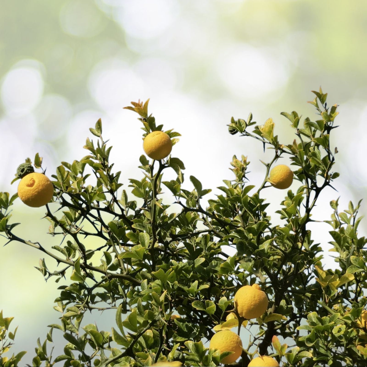 Hardy Orange Tree Seedlings 5-Pack - Flying Dragon Citrus - Cold Hardy Poncirus Trifoliata - Ideal for Gardens and Landscapes