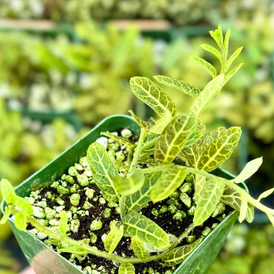Rare Solanum Evolvulifolium Live Plant in 4" Pot | Tropical Vine with Delicate Leaves | Unique Addition for Plant Collectors