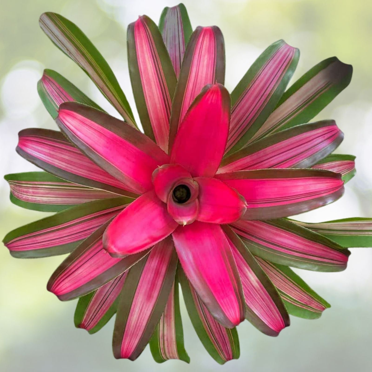 Neoregelia Plant 6" - Hawaii Variety - Vibrant Bromeliad - Neoregelia spp. - Live Indoor Tropical Houseplant