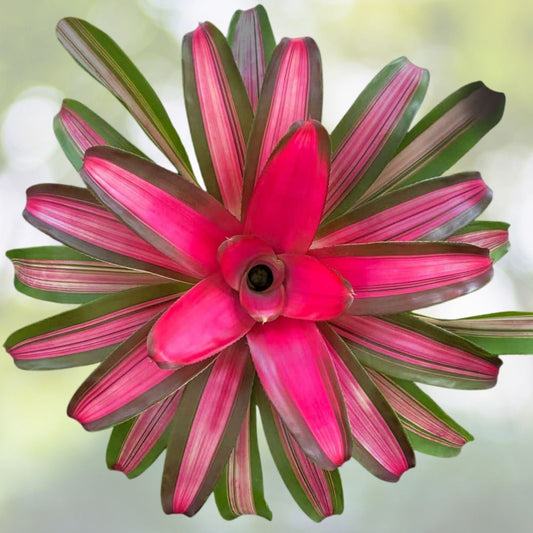 Neoregelia Plant 6" - Hawaii Variety - Vibrant Bromeliad - Neoregelia spp. - Live Indoor Tropical Houseplant