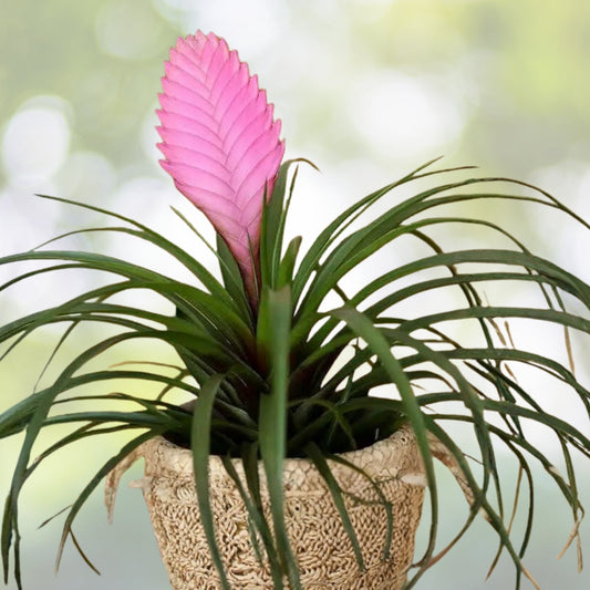 Pink Quill Bromeliad Plant - Tillandsia Cyanea with Flower - Easy Care Air Plant for Terrariums & Decorative Displays