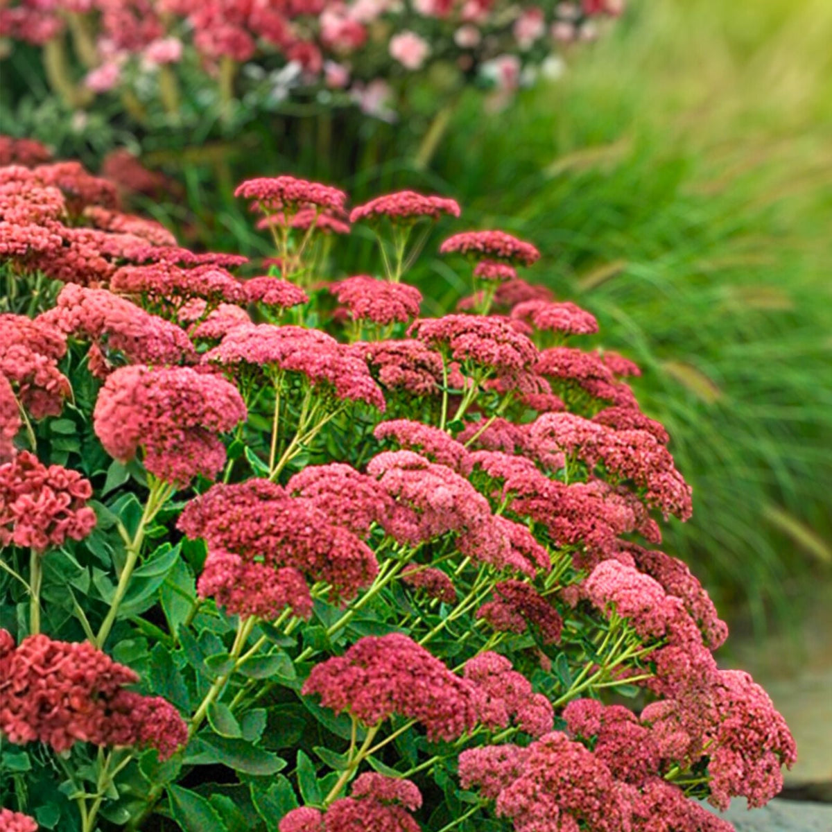 Sedum Autumn Joy Live Plant Bare Root Pink Blooms Hylotelephium Spectabile Perennial Drought Tolerant Full Sun