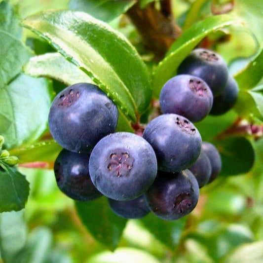 Woodland Huckleberry Seeds 125/300/500 Non-GMO Edible Berry Plant Vaccinium membranaceum