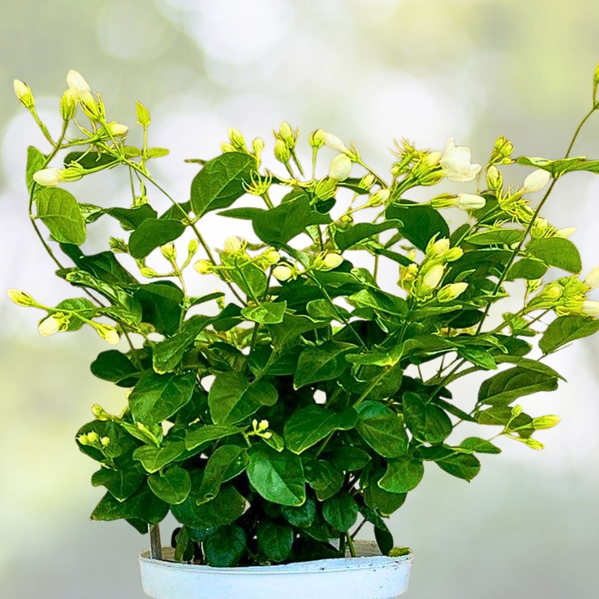 Fragrant Arabian Jasmine Live Plant 10" - Indoor/Outdoor - Jasminum sambac - Aromatic Flowering Plant with Buds