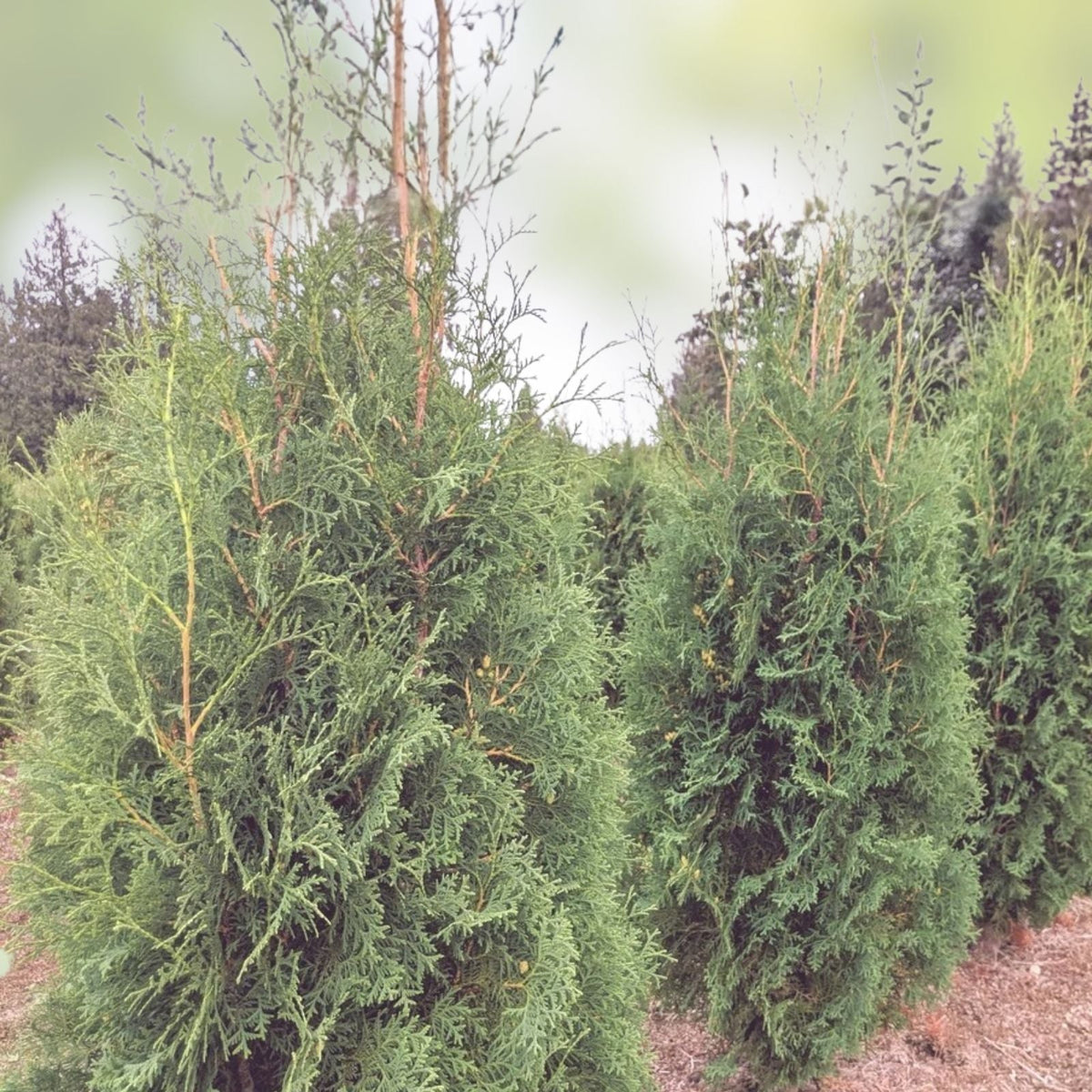 Thuja Occidentalis Brandon Live Bare Root Tree - Evergreen Starter Plant for Gardens and Landscapes