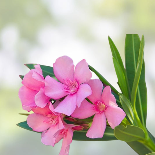 Oleander Plant Cuttings 7" Pink Live Flowers for Propagation Nerium oleander