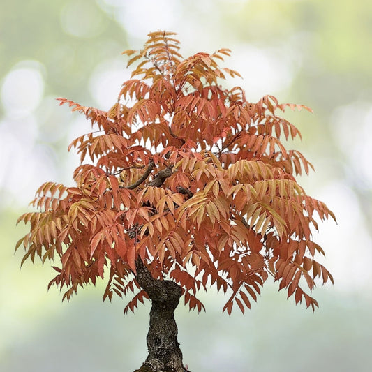 Dwarf Flameleaf Sumac Seeds - Vibrant Ornamental Variety - Rhus copallinum - 30+ Seeds