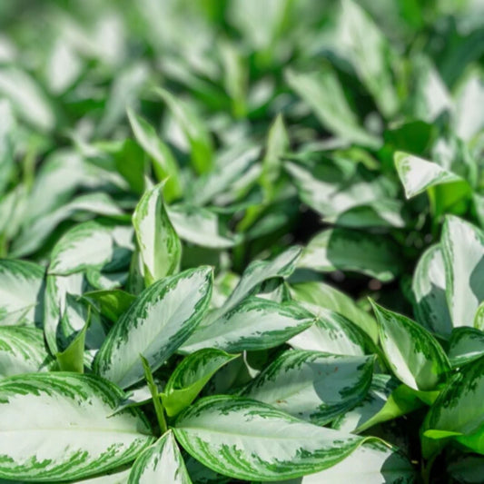Aglaonema 'Emerald Bay' 10" Pot | Easy Care Tropical Foliage Plant | Aglaonema commutatum