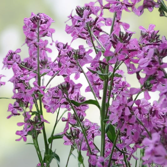 Dame's Rocket Seeds - 1000+ Freshly Harvested - Beautiful Bloom Clusters - Hesperis matronalis - Perennial Flower Seeds