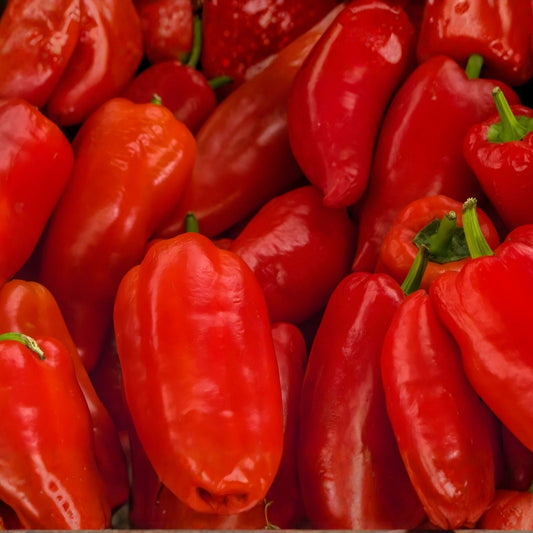Sweet Pepper Seeds 500 Count Pompeii Red Annuum Italian Frying Type Colorful Heavy Yields