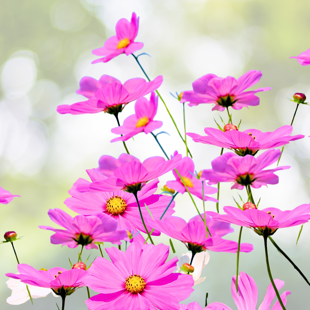Wildflower Seed Mix - Partial Shade - Assorted Non-GMO - 3000+ Seeds - Native Plants for Landscaping