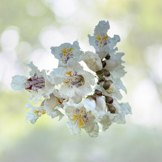 Southern Catalpa Tree Seeds - 10 Indian Bean Cigar Flowering Seeds - Catalpa bignonioides
